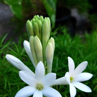 COMBO 25 CỦ HOA GIỐNG HOA HUỆ TA TRẮNG THƠM.