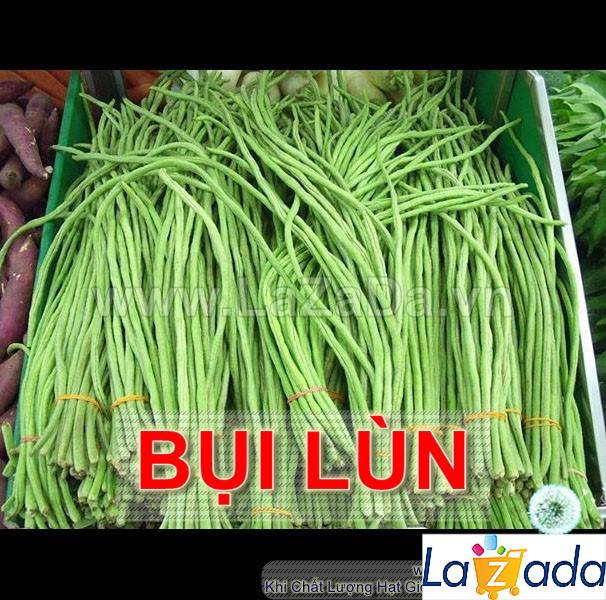 20Gr Hạt Giống Đậu Đũa Bụi (A5.304| G2*W23)