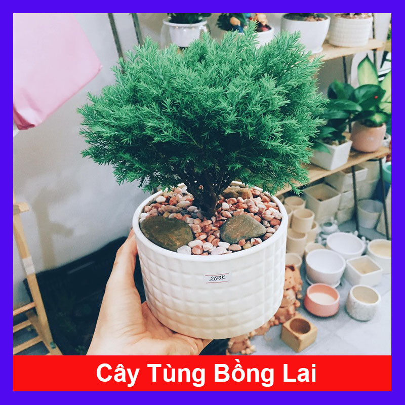 Cây tùng bồng lai - Cây cảnh để bàn