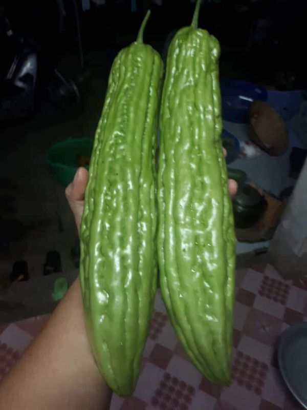 Hạt giống khổ qua khổng lồ (mướp đắng) Thái Lan 5 hạt - VTNT