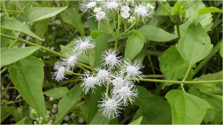 Cây cỏ lào tươi 1kg