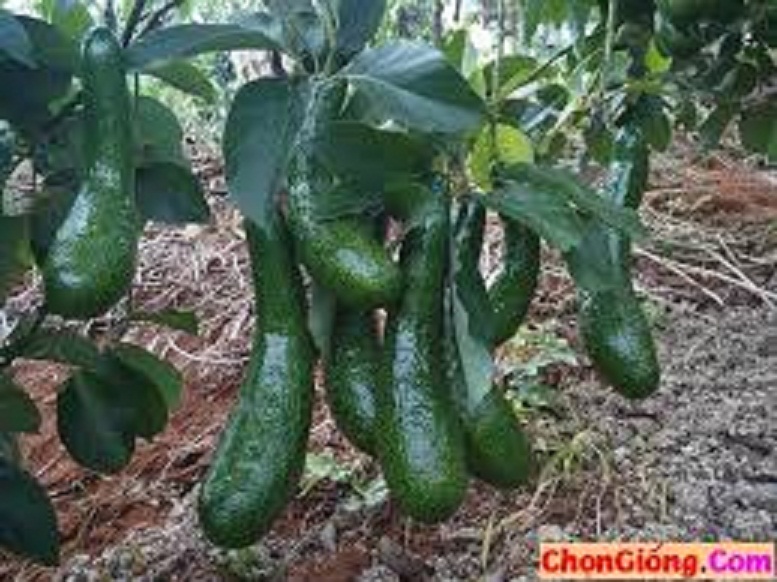 CÂY GIỐNG BƠ SÁP 034