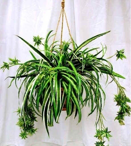 Cây lan chi, Cây Mẫu Tử