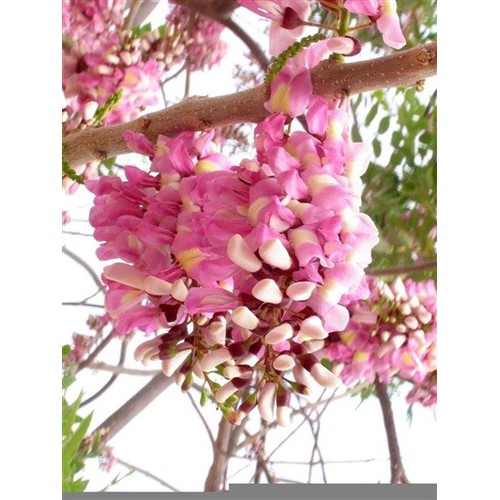 CÂY GIỐNG Hoa MUỒNG ANH ĐÀO (MUỒNG HOA ĐÀO) SIÊU SIÊU ĐẸP