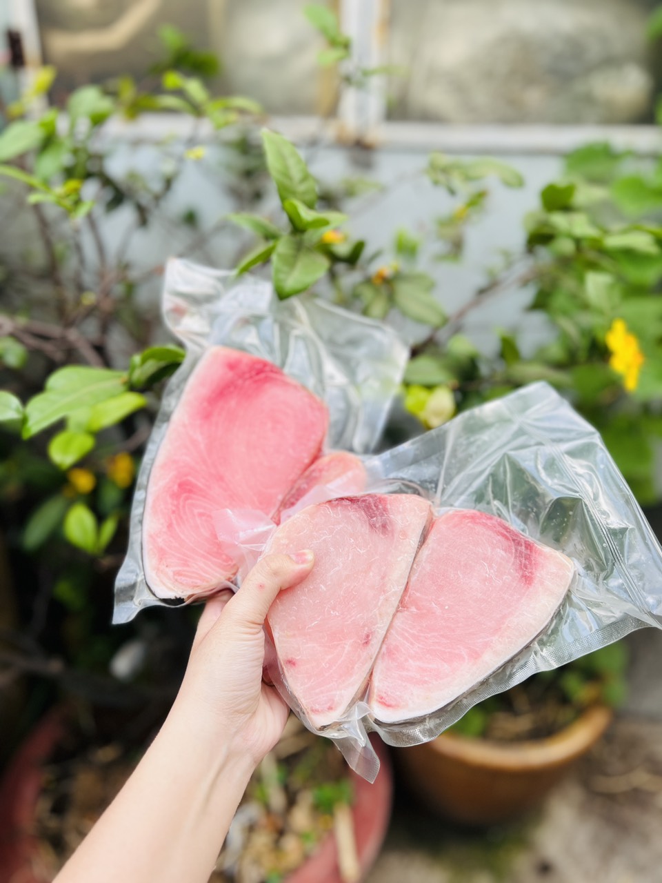 [GIAO NHANH 2H HCM] Cá Cờ Kiếm Phi-le