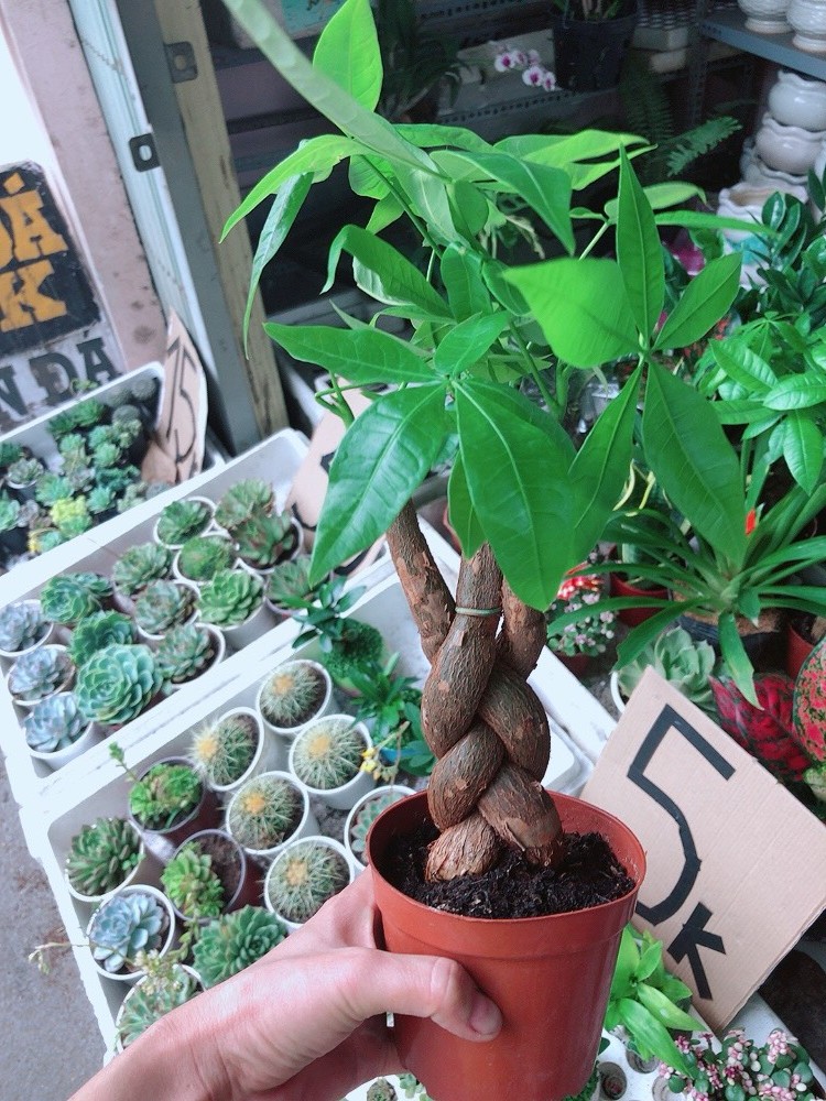 Cây Kim Ngân Bím 3 Thân (Cây Kim Ngân Tết Tóc 3 Thân)