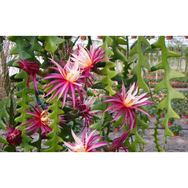 Cây quỳnh xương cá - fishbone cactus