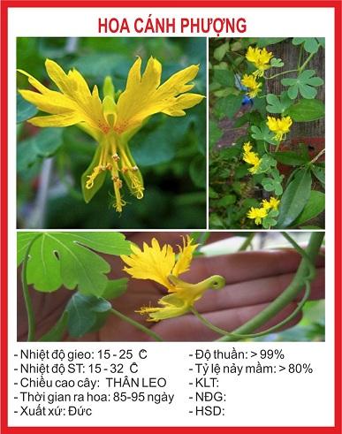 Hạt giống Hoa cánh phương 4 Hat – Thân leo