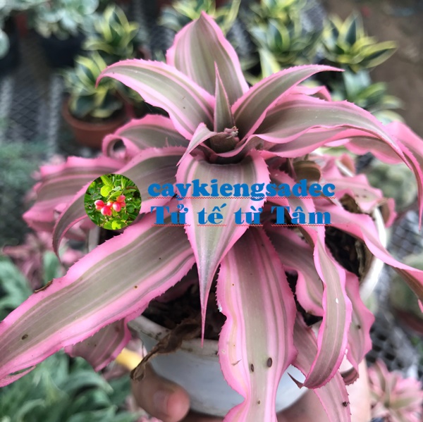 caykiengsadec - Dứa tiểu phụng + tặng phân bón cho cây