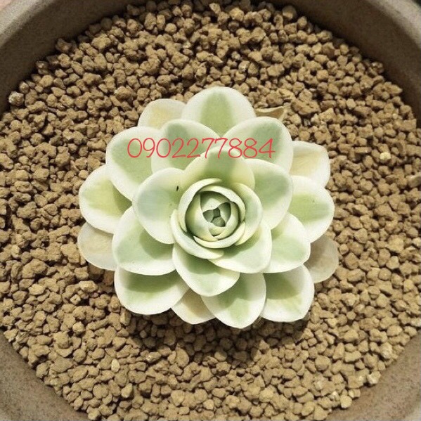 Đất Akadama Nhật Bản Super Hard đủ side Nguyên Bao 14 lít