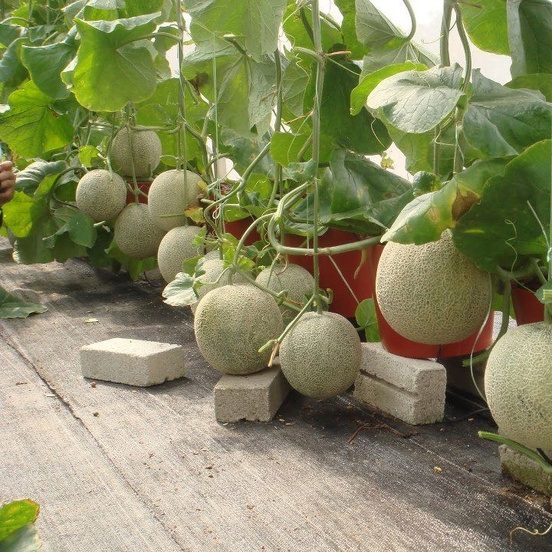 Green Cantaloupe Seeds (Rado 173) 10 seeds package