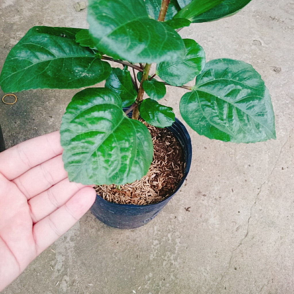 Hoa Dâm Bụt Thái - (cánh kép, giống mới)