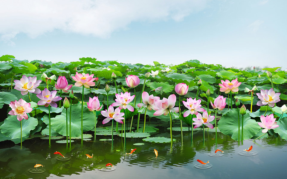 Tranh dán tường VTC Cảnh đẹp hồ sen UD0215 Kim sa