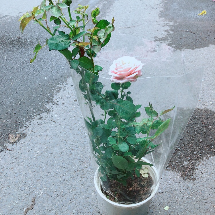 Chậu hoa hồng leo