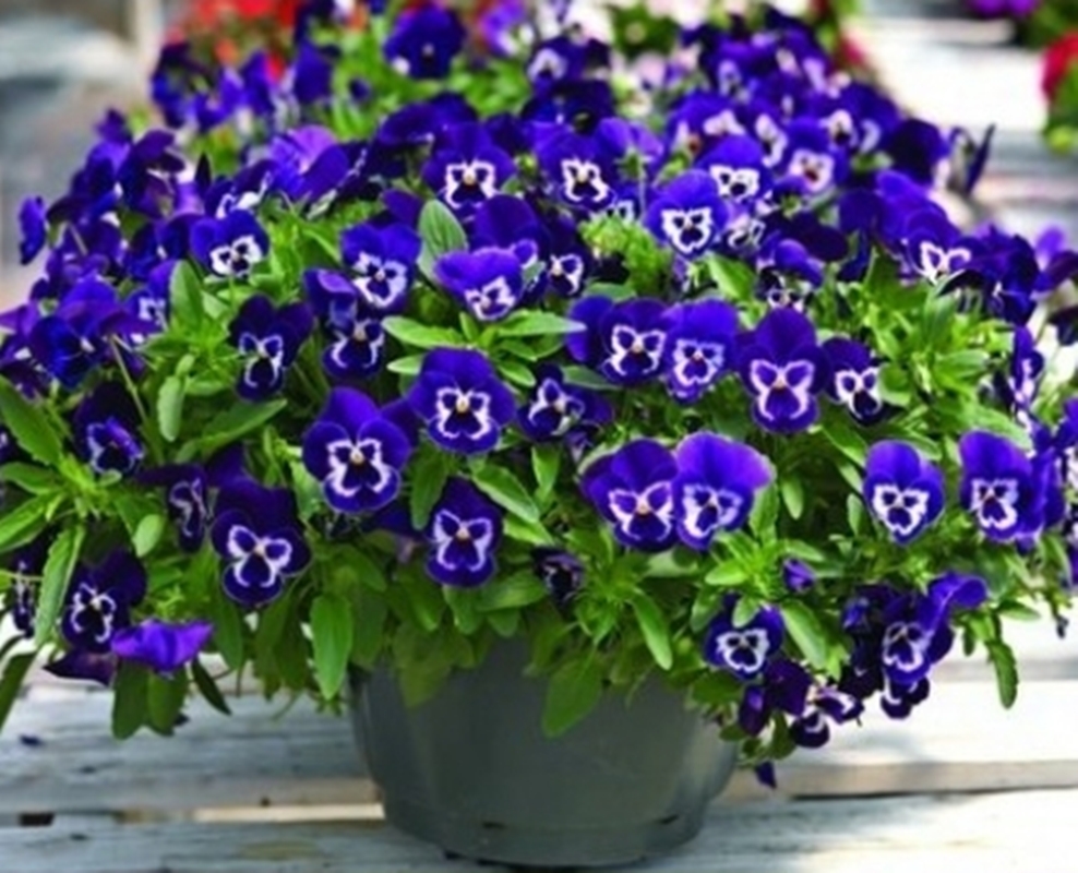 Hạt giống hoa Păng xê tím