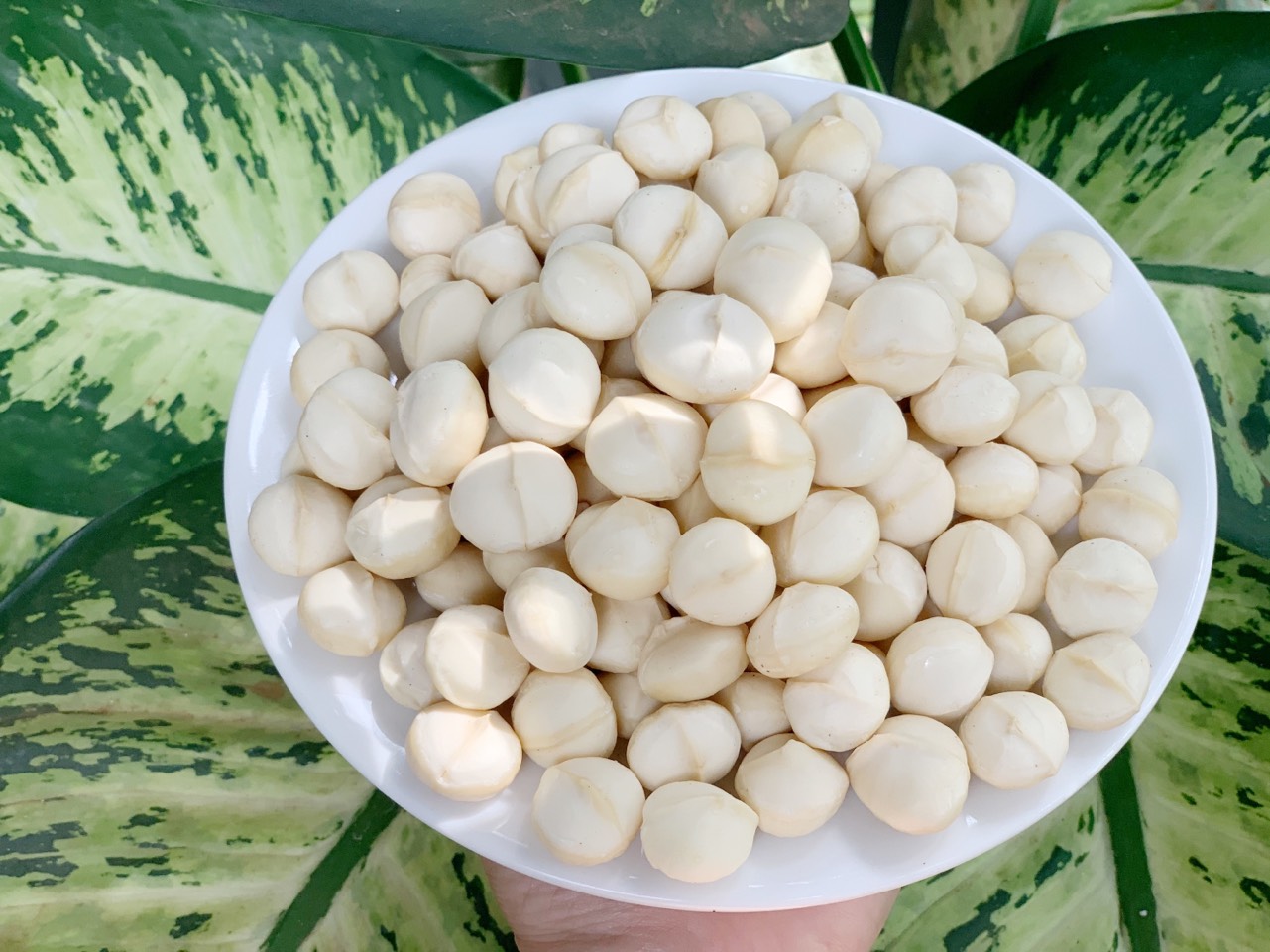 Nhân Macca lớn - 500grm