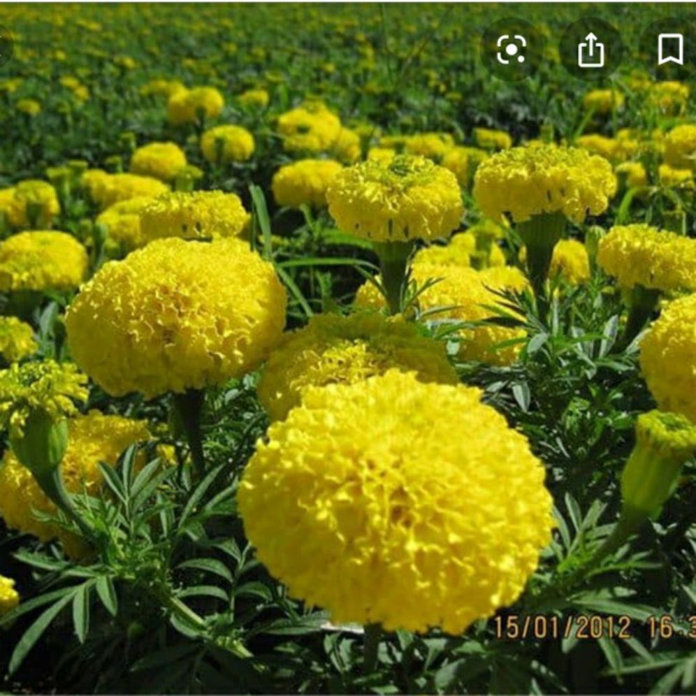 hạt giống hoa vạn thọ F1 - gói 20h