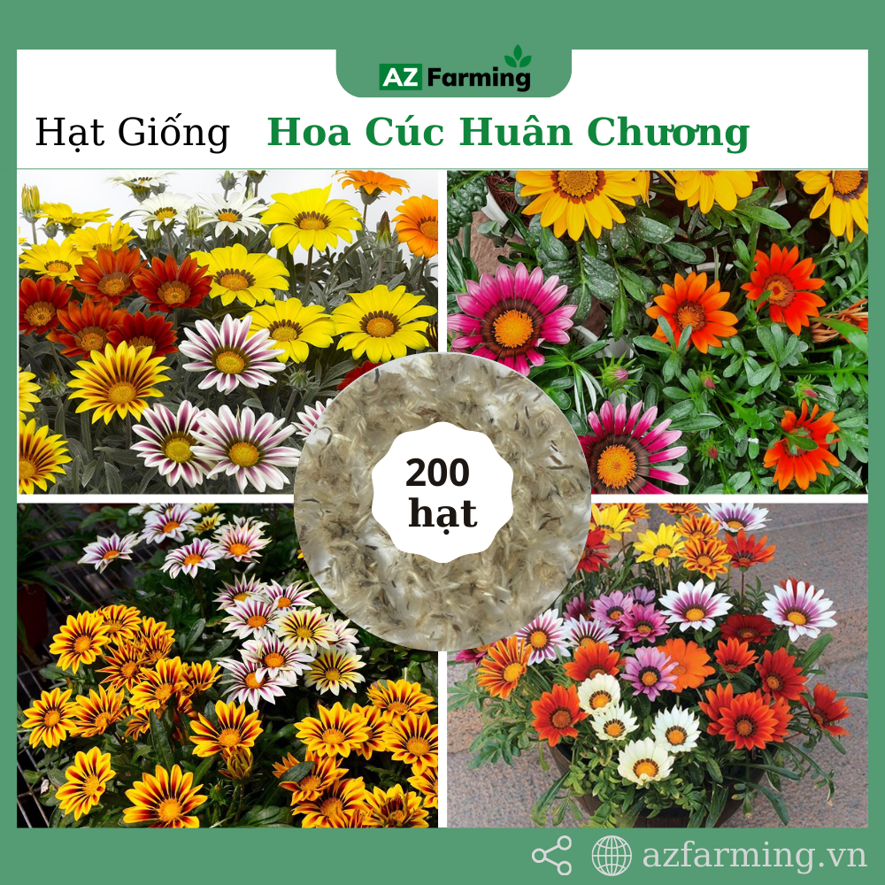 Hạt giống hoa cúc huân chương - gói 200 hạt - az farming