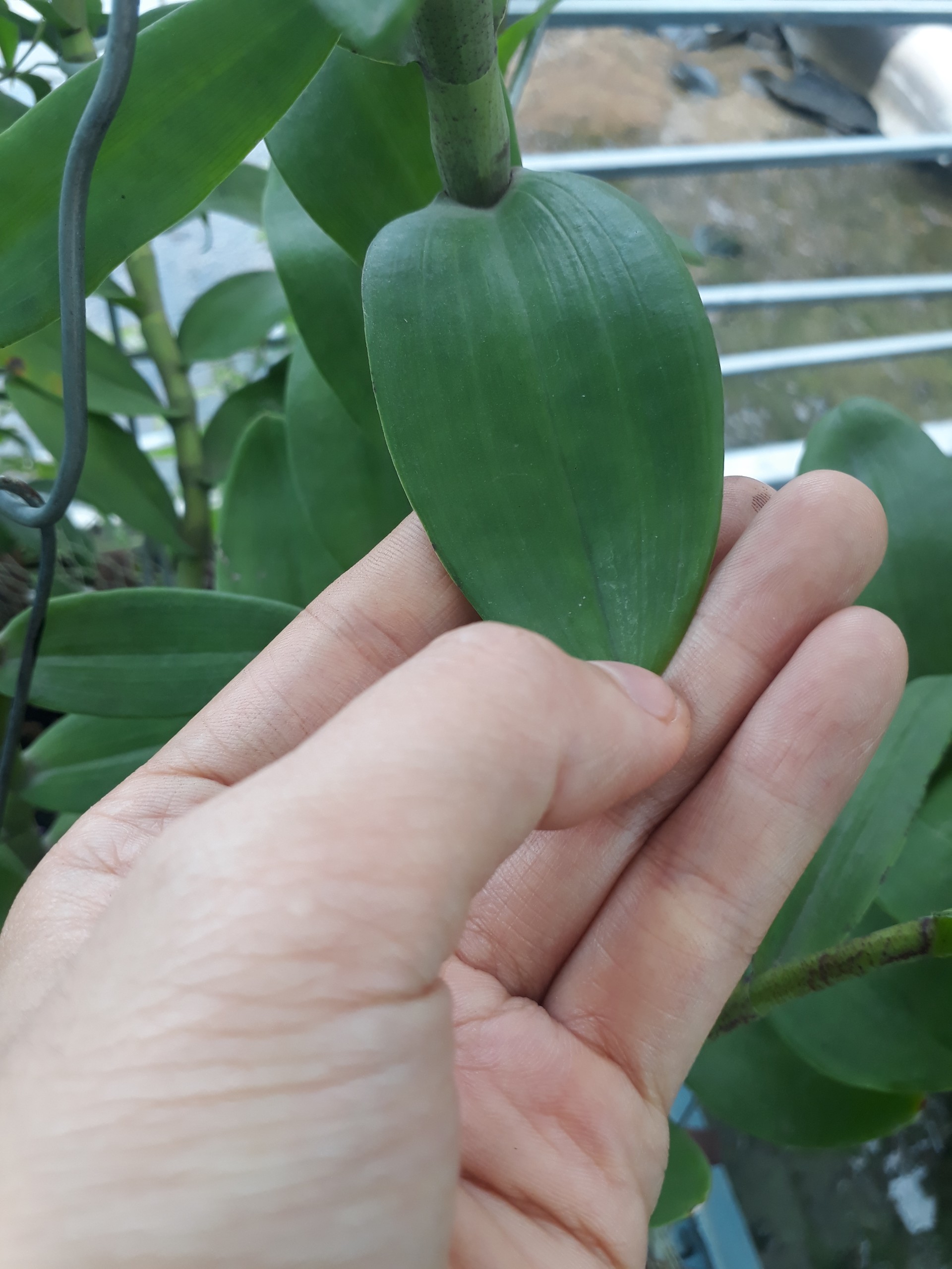 Mắt ngủ lan phi điệp Pù luông - bản lá mít