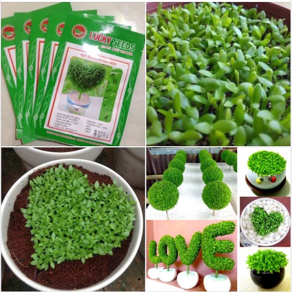 Hạt giống Cỏ may mắn - gói 100 hạt
