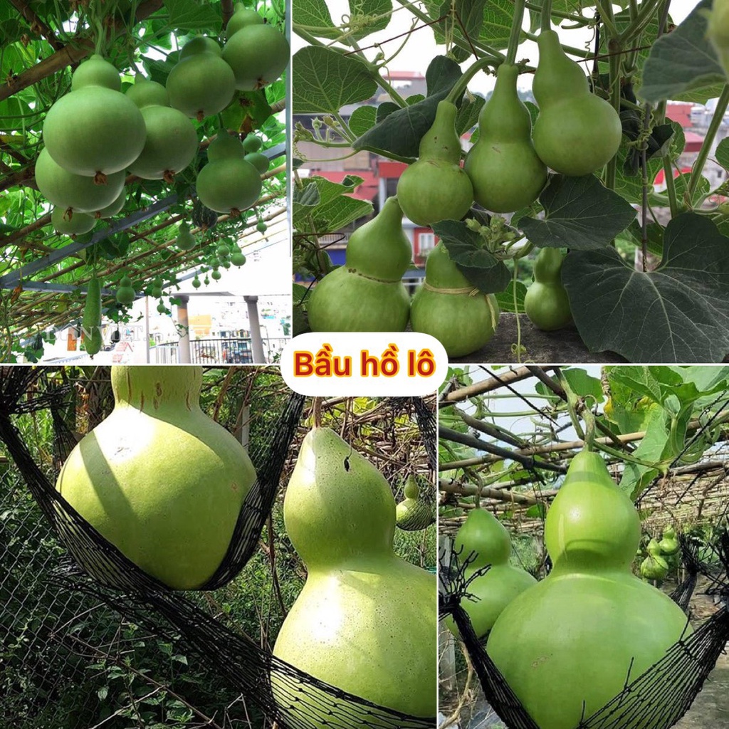 Hạt giống bầu hồ lô siêu trái /gói 5 hạt