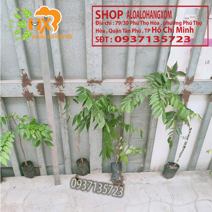 [HCM]combo 5 cây sưa đỏ -cây giống cao từ 15-35 cm