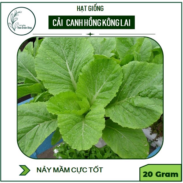 Hạt giống cải canh hong kong lai khổng lồ f1 20 gr