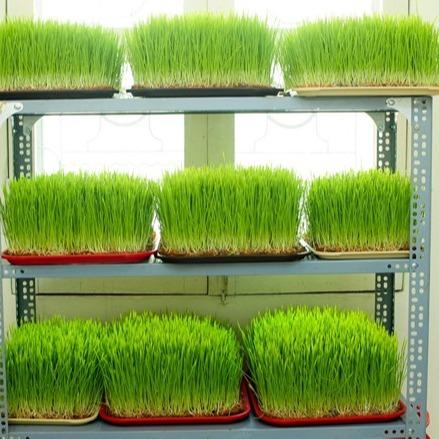 Hạt Giống Mầm Lúa Mạch ( Lúa Mì ) CT234 - Gói 100 gram