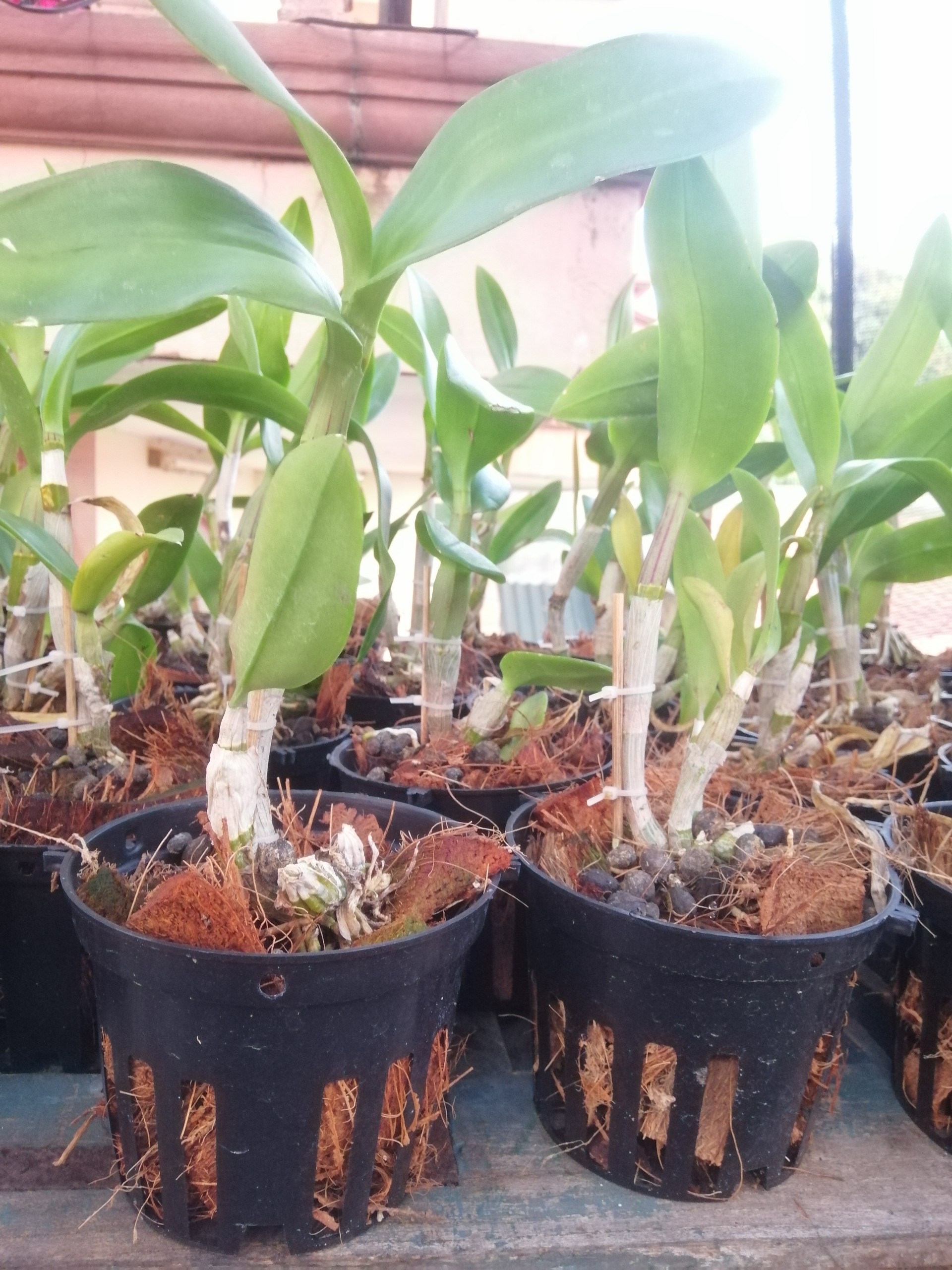 Combo 10 Chậu Nhựa Trồng Lan Phi 12