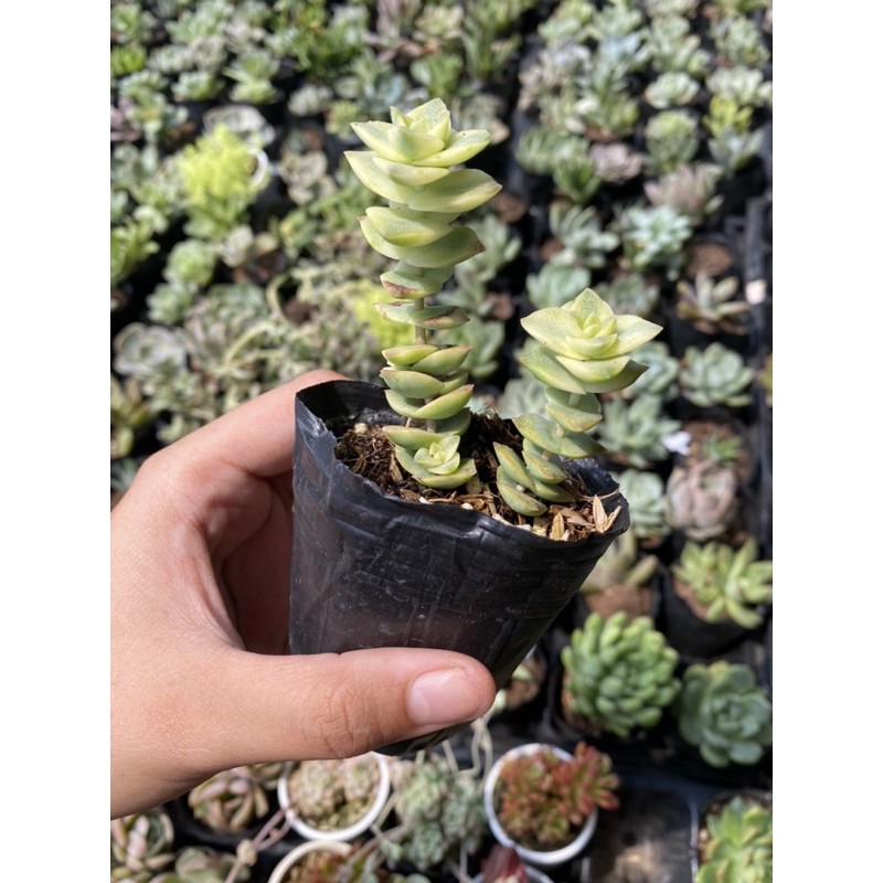 Sen đá Xiên thịt 5cm