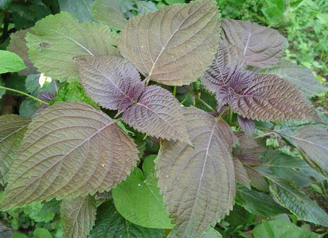 ( Tặng phân bón kích mầm ) _ hạt _ giống _ rau _ tía _ tô .