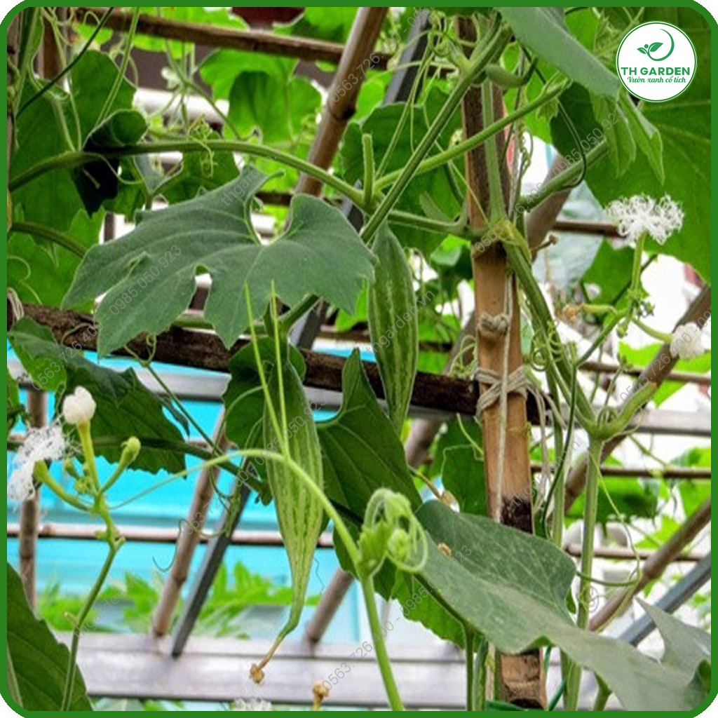 Hạt Giống Lặc Lè (Mướp Nhật) - Gói 5 gr P4U