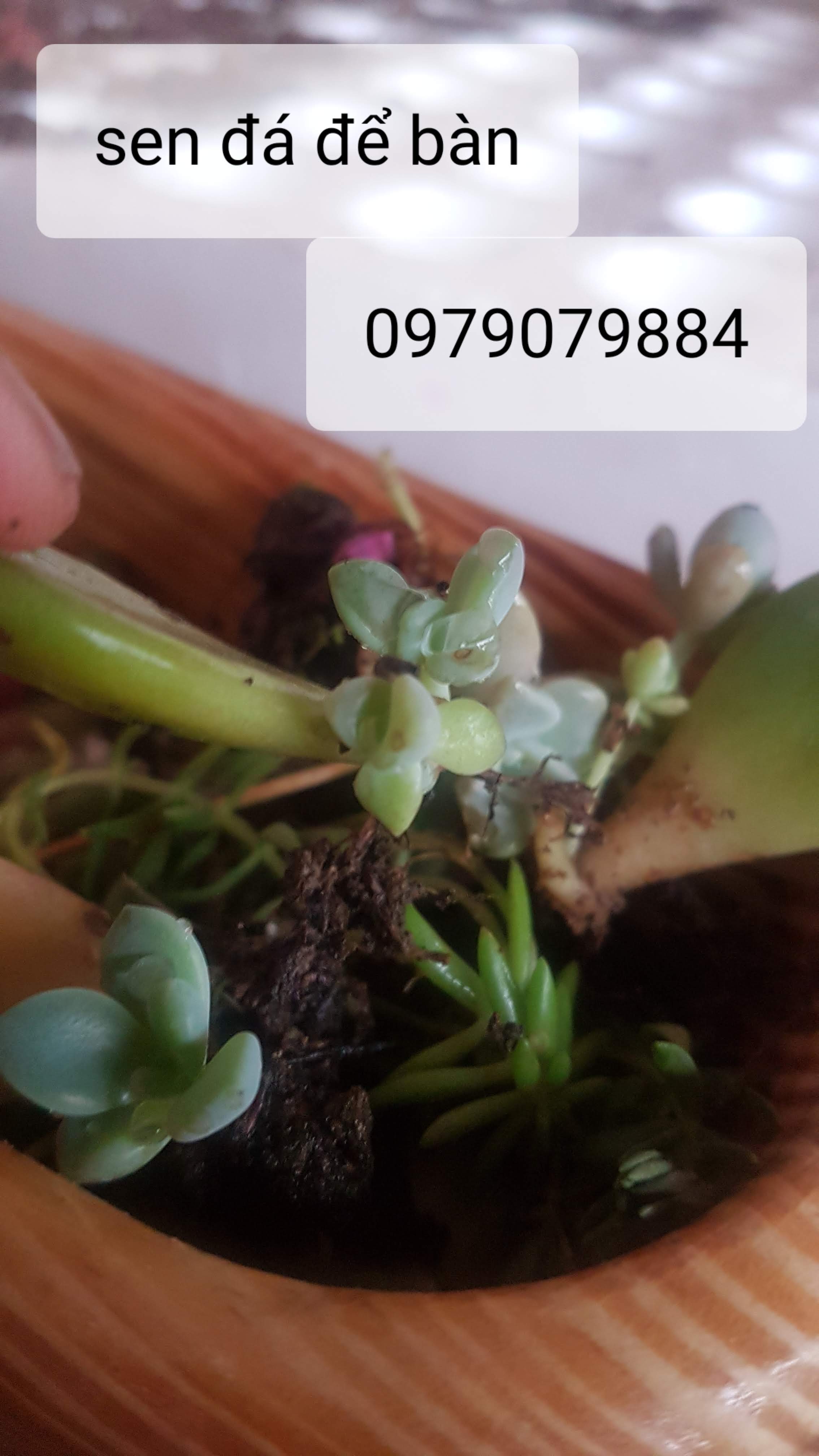 COMBO CHẬU GỖ NHỎ TRỒNG SEN ĐÁ - 59K