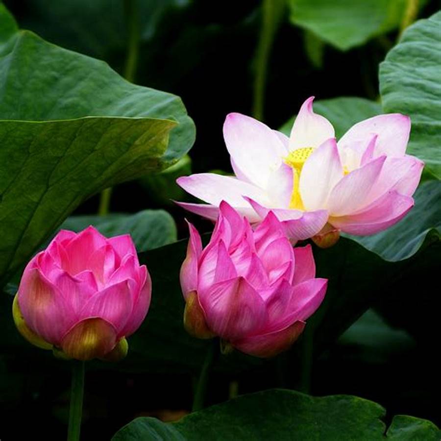 Hạt Giống Hoa Sen Ta (Sen Hồng Việt Nam)( gói 20hạt) - Dễ Trồng, Hoa Đẹp