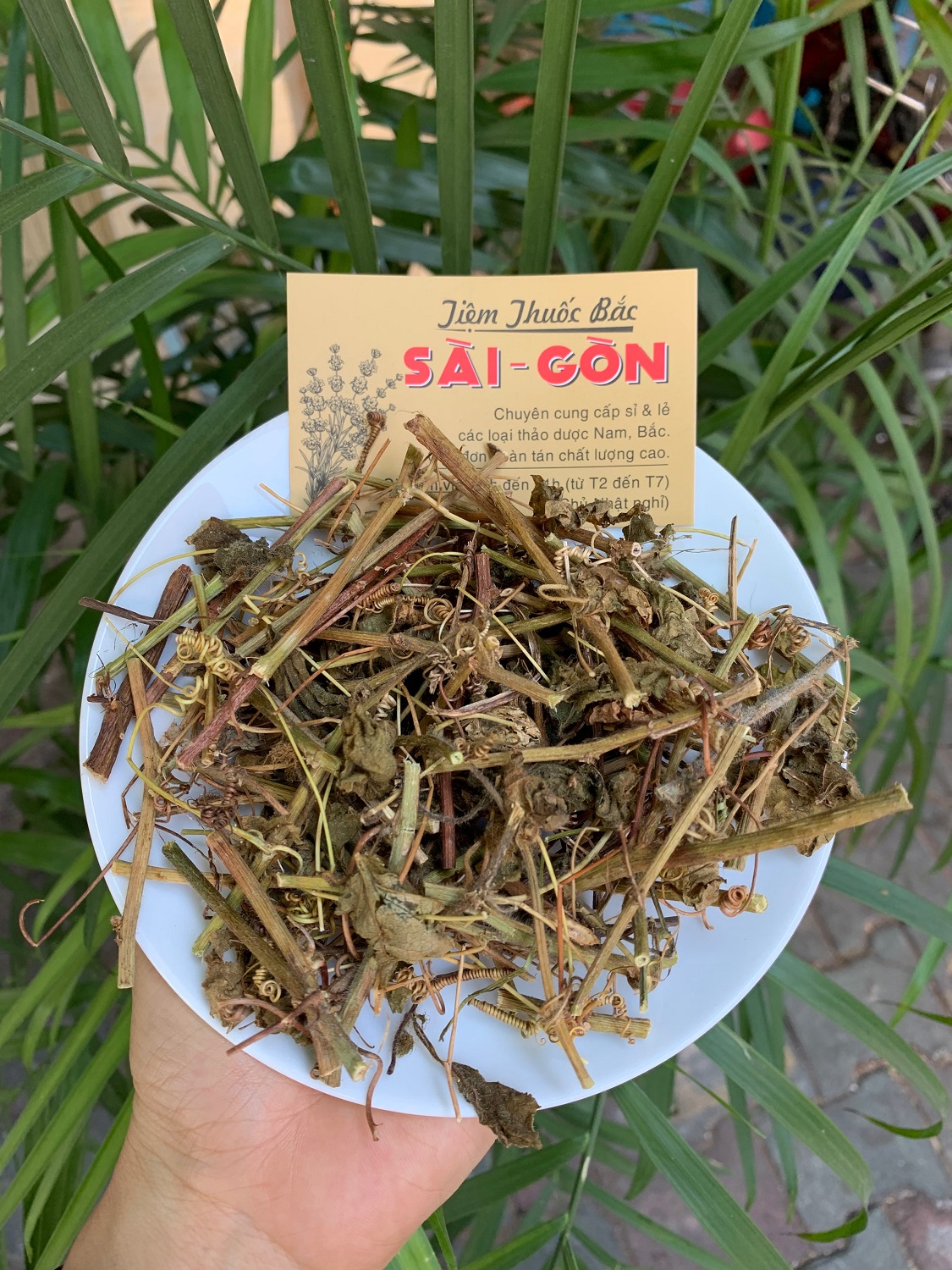 Cây nhãn l ồng hữu cơ 500gram