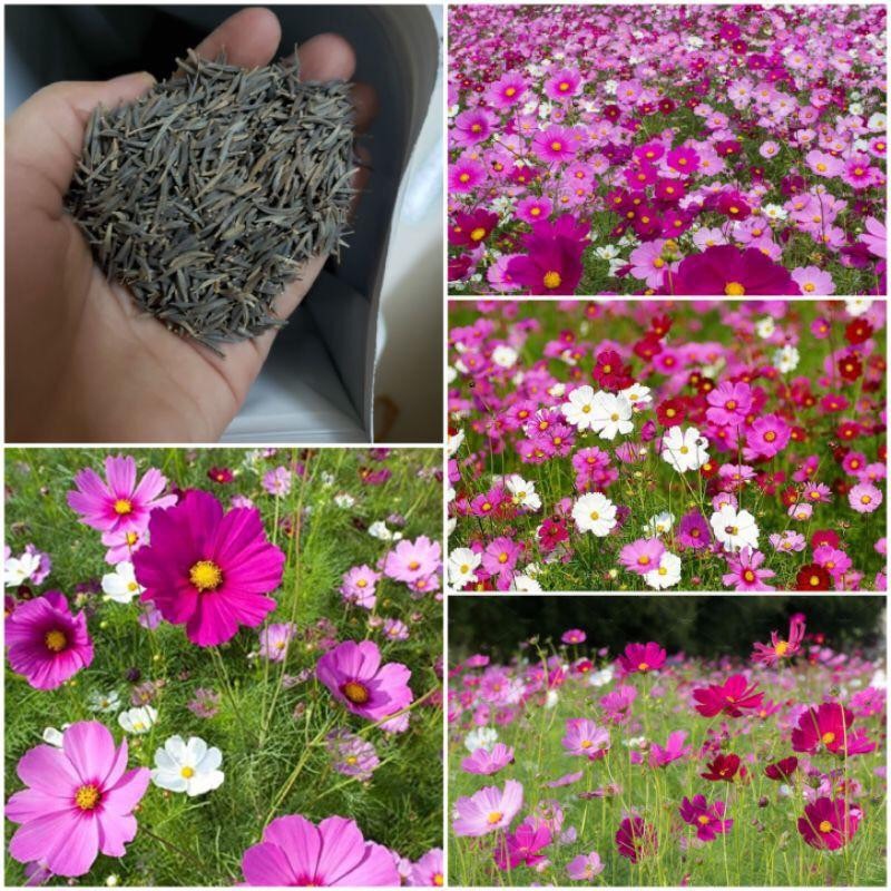 Hoa sao nhái nhiều màu (0.1g)