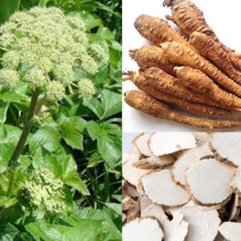 [100g-500g] Bạch chỉ khô thái lát thơm ngon hàng chuẩn