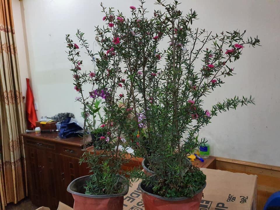 Cây Nhất Chi Mai - Tùng Tuyết Mai hàng sẵn nụ - cây hoa Tết 2020