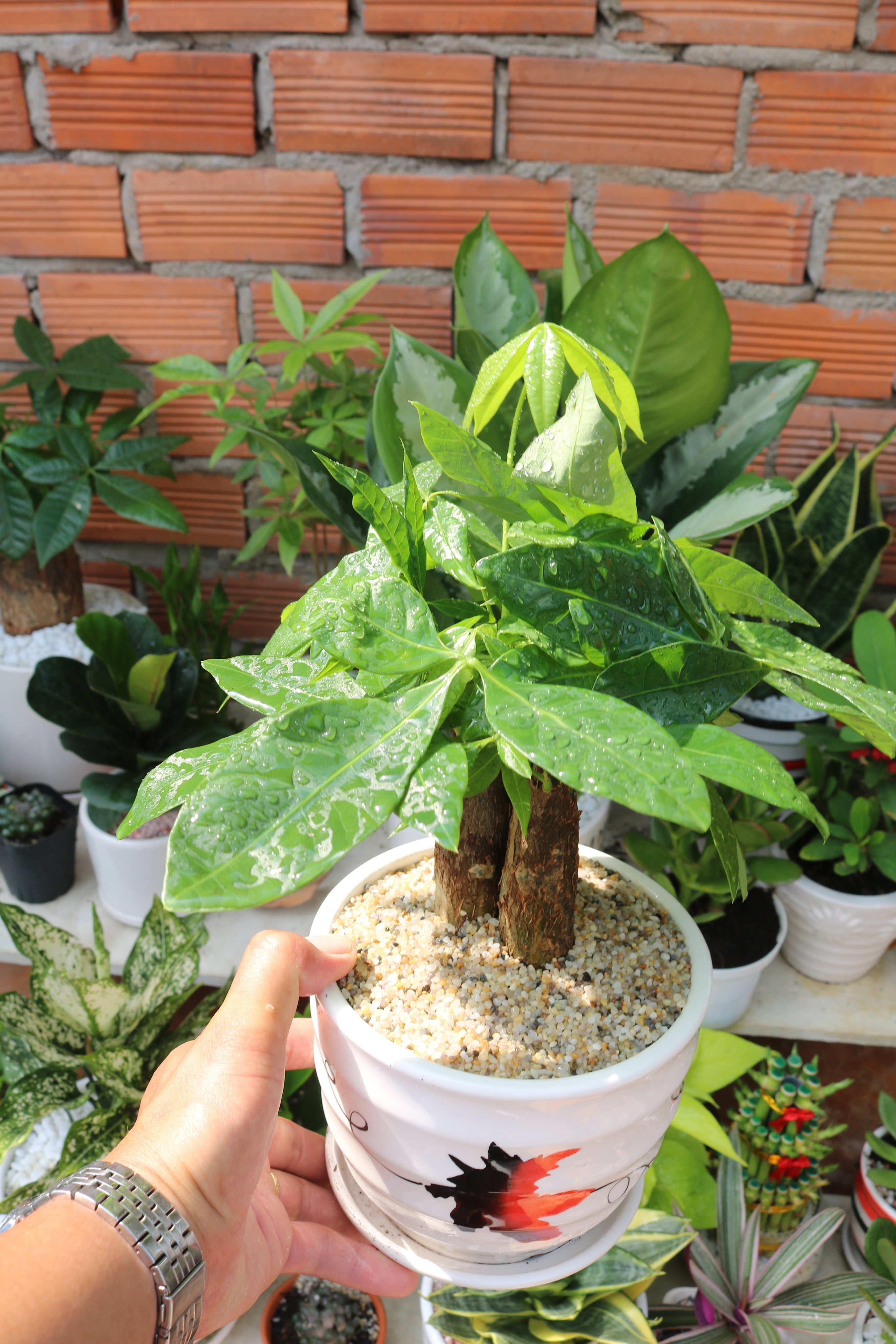 Chậu sứ cây Kim Ngân 3 thân