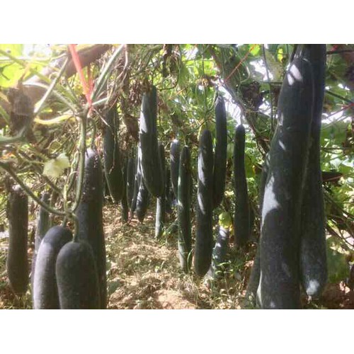Hạt giống Bí xanh ( Bí sặt)