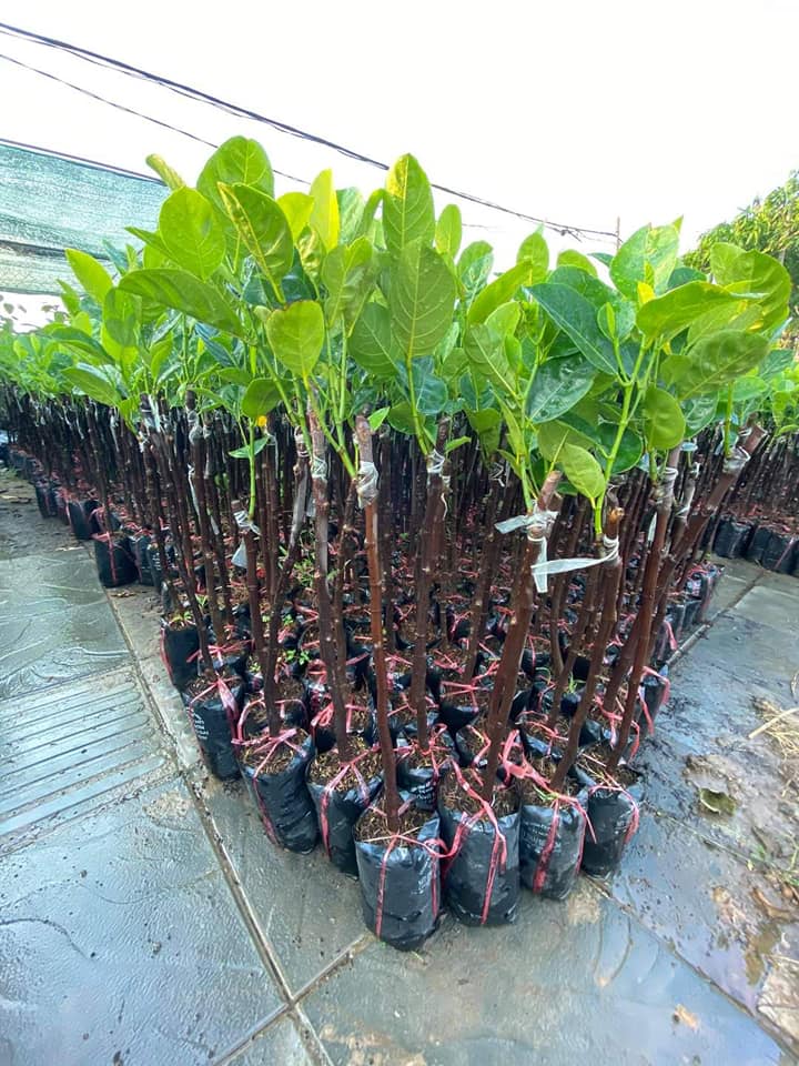 CÂY GIỐNG MÍT TRÁI DÀI MALAYSIA