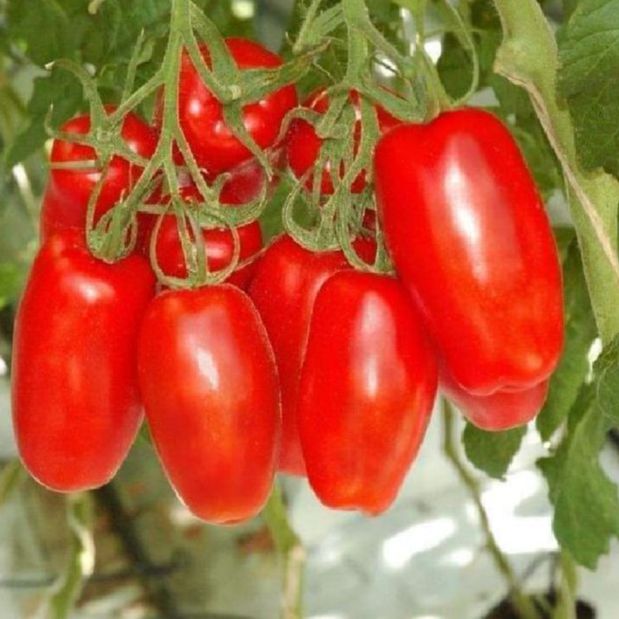 Hạt giống cà chua chuối quả đỏ-Gói 20 hạt(tặng kèm phân bón)