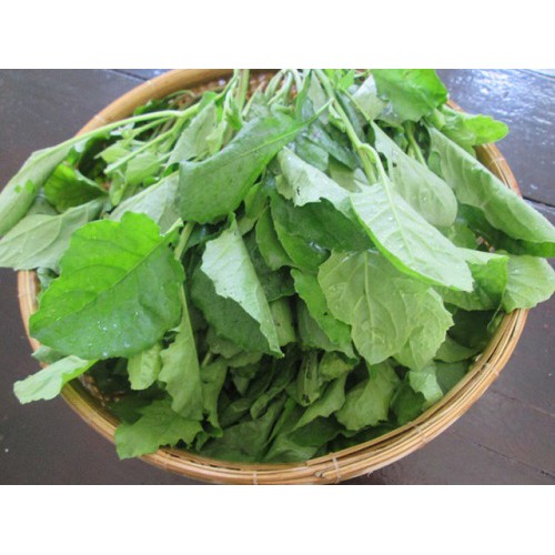 Hạt giống Cây Cải Trời 100g