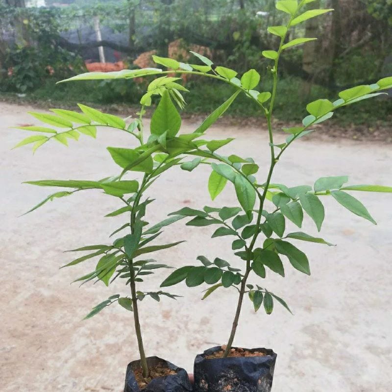 Cây sưa đỏ giống chuẩn giá trị cao,  cây trắc thối