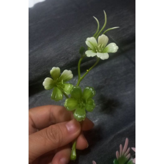 100g cỏ điểm