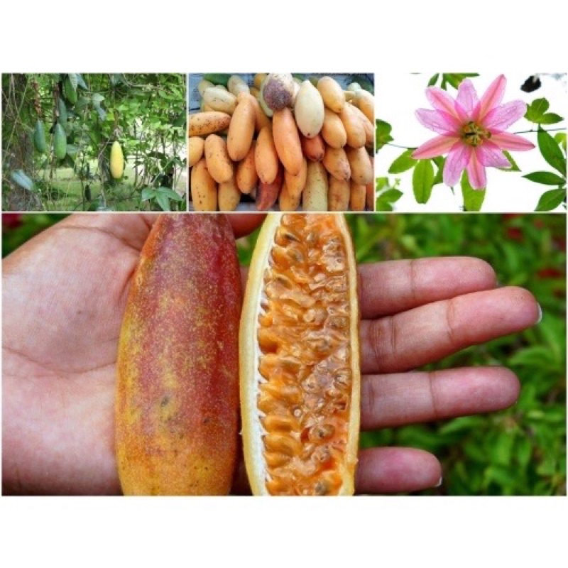 Hạt giống chanh leo chuối F1