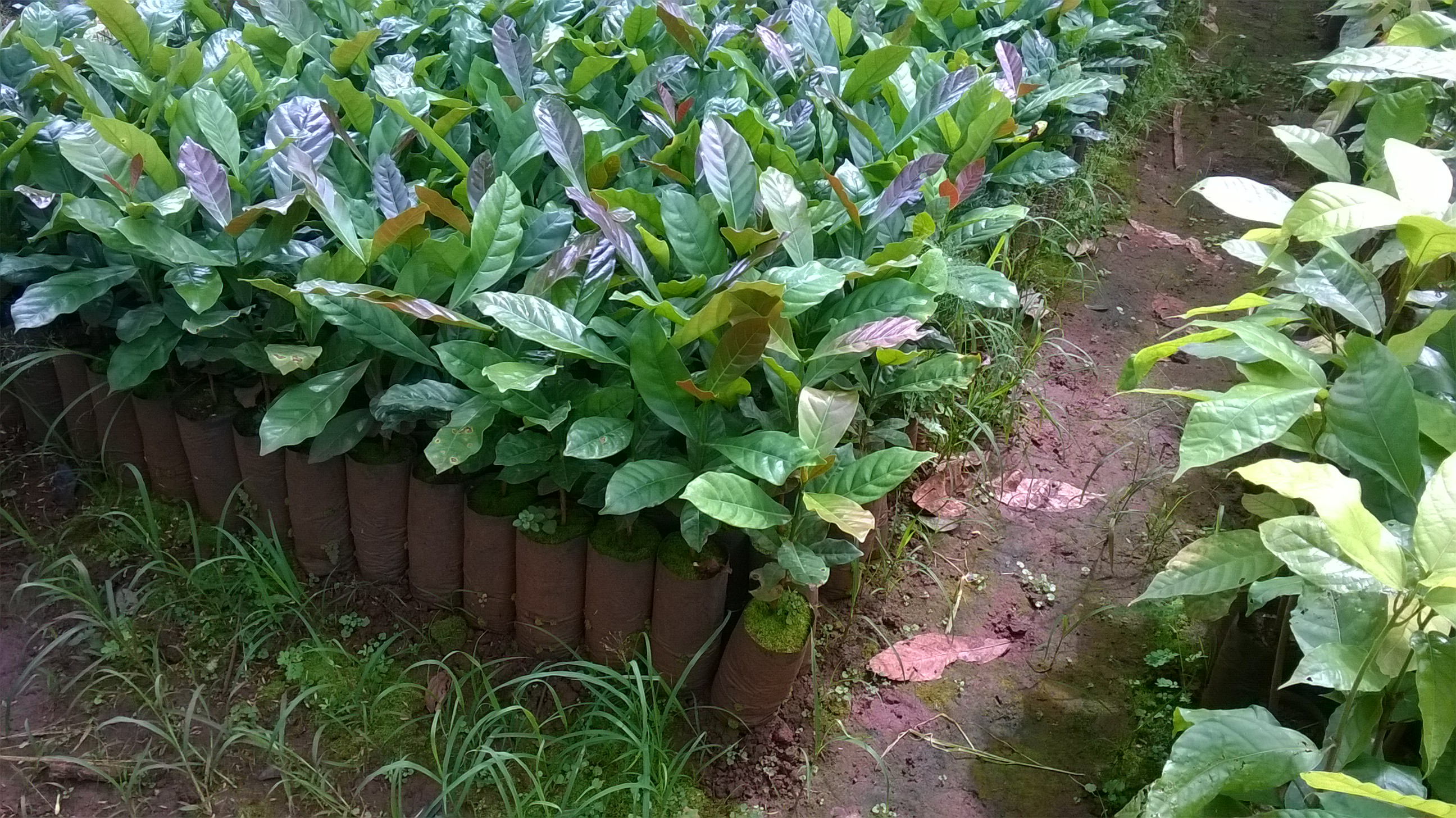 Cây giống Cà Phê TR4 bầu to(CÂY GHÉP cây cao đẹp như hình ).