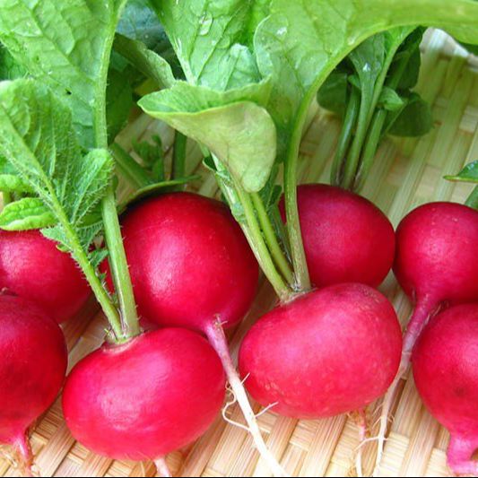 Hạt Giống củ cải đỏ 5gram | Dễ trồng