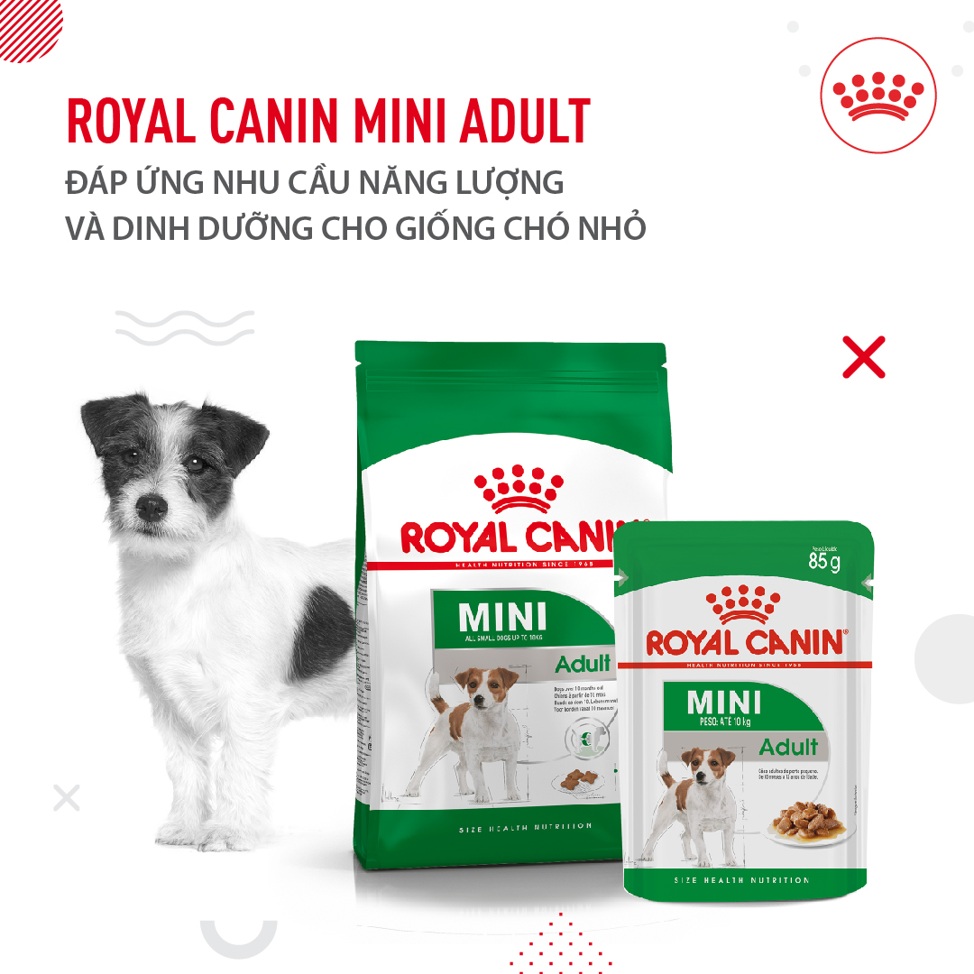 Hạt cho chó royal canin mini dành cho chó cỡ mini