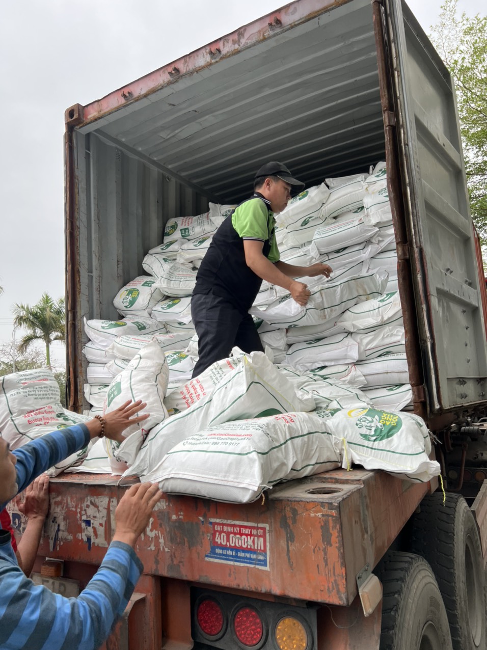 (Chính hãng) Gạo ST25 Lúa Tôm - Hiệu ông Cua có mã QR (Túi 5kg)